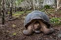 043 Floreana, galapagosreuzenschildpad